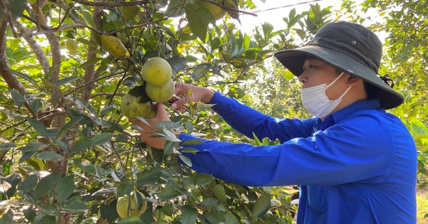 Trồng thứ cam quý theo tiêu chuẩn VietGAP, nông dân Thừa Thiên Huế lãi cao hơn sản xuất đại trà 89 triệu đồng/ha- Ảnh 1.